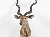 an antelope head mounted on a wall in a white room