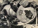 a black and white photo of a bunch of pumpkins