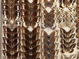 many different types of moths displayed in a glass case