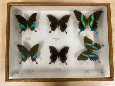 six butterflies in a wooden frame on a table