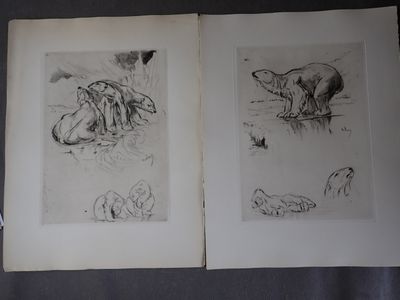 Deux dessins d'animaux sont reproduits dans un livre posé sur une table