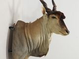 une antilope empaillée accrochée au mur d'une pièce blanche
