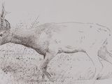 pencil drawing of a deer in a field with a bird in the background