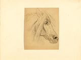 an old drawing of a horse ' s head with a long mane