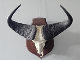 a bull skull mounted on the wall of a room