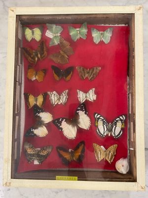 a picture of a display of butterflies in a wooden frame