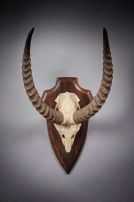 un crâne d'antilope fixé sur un bouclier en bois accroché au mur