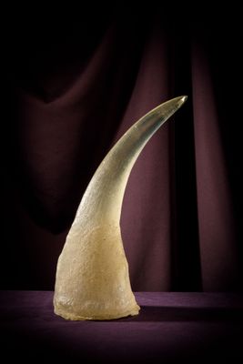 Une défense d'éléphant est représentée sur un fond sombre