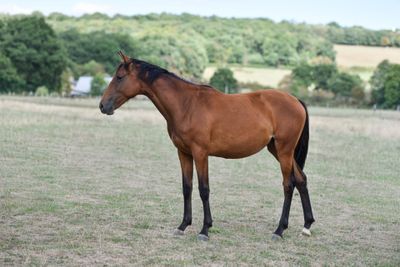 a brown horse standing in a field with trees in the background