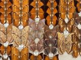 a lot of different types of butterflies on display