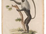 une illustration représentant un singe debout sur ses pattes arrière, sur une branche d'arbre