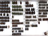 many beetles on display in a white display case