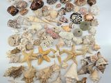 a lot of shells that are on the table