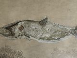 painting of a fish on a sandy surface with a tree in the background