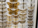 a lot of moths displayed in a frame on the wall