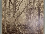 an old photo of a wooded area with trees in the foreground