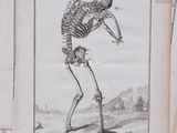 a drawing of a skeleton with a human body in it