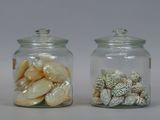 two glass jars with shells in them on a table