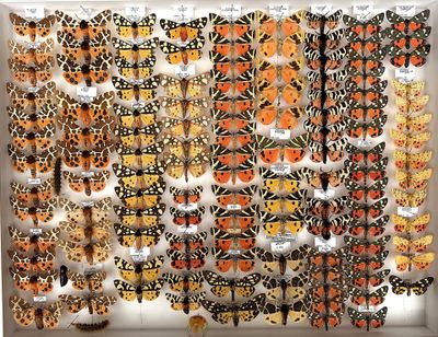 many butterflies that are on display in a display case
