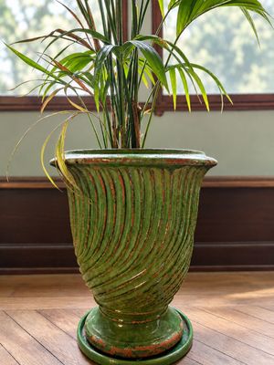 une plante en pot posée sur un parquet
