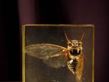 un insecte dans une boîte en verre posée sur une surface violette