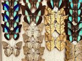 a lot of butterflies that are on display in a box