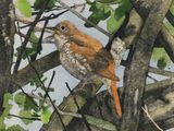 un tableau représentant un oiseau perché sur une branche d'arbre