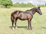 a horse that is standing in the grass with a rope