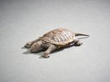 a small turtle that is laying down on the ground