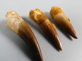 three pieces of tooth that are sitting on a table