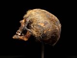 a close up of a skull on a metal stand against a black background
