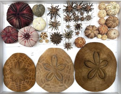 many different types of sea urchins in a white box