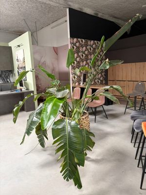 tables and chairs in a room with a plant in a pot