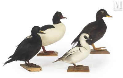 three birds that are standing on a wooden stand