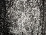 une photo en noir et blanc d'un homme marchant dans les bois