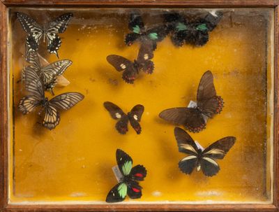 de nombreux papillons exposés dans une boîte-cadre