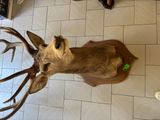 a deer head mounted on a wall in a room