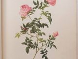 an open book with a drawing of a pink rose on it