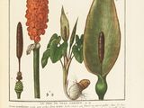 an old book with a drawing of a plant and a flower