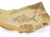 un poisson fossile sur un morceau de papier posé sur une surface blanche