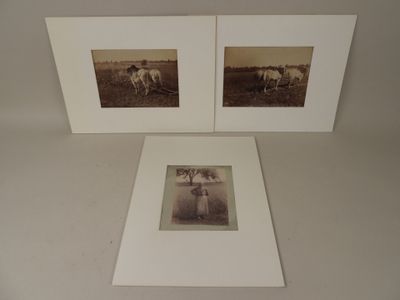 deux photos en noir et blanc représentant des chevaux dans un pré bordé d'arbres