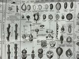a lot of different types of plants and animals on this page