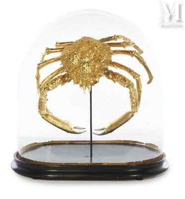 un gros plan d'un crabe sous une cloche en verre posée sur un socle