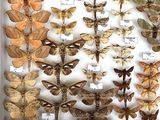 many different kinds of moths displayed in a white frame