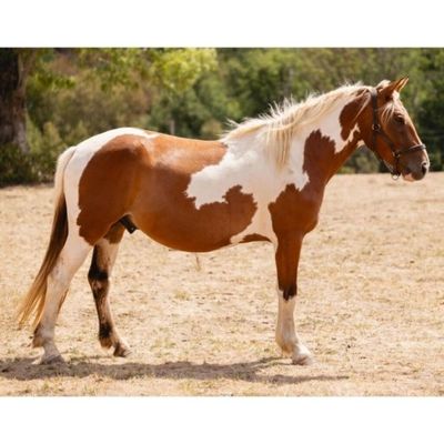 un cheval brun et blanc dans un champ