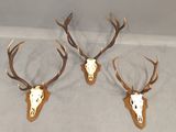 three deer heads mounted on a wall with antlers on them