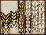 many different types of butterflies displayed in a wooden frame
