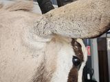 a close up of a antelope ' s head with a long horn
