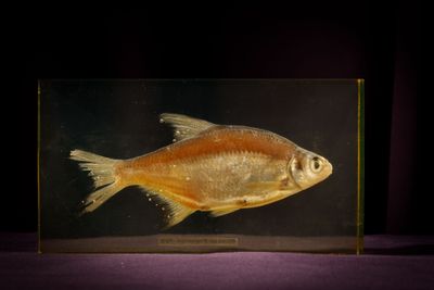 a fish that is in a glass box on a table