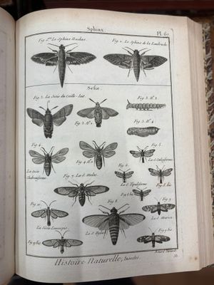 Ce livre présente de nombreuses espèces différentes de papillons de nuit